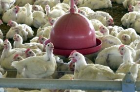 Por que o Egito está pedindo que a população coma pés de galinha?