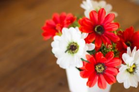 Até flores? 5 objetos que são imãs para energia negativa dentro de casa
