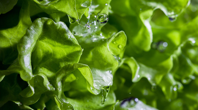 Alface que nunca estraga: papelzinho ‘mágico’ prolonga a frescura das folhas
