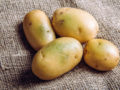 Não jogue fora: batatas esverdeadas e com brotos têm salvação