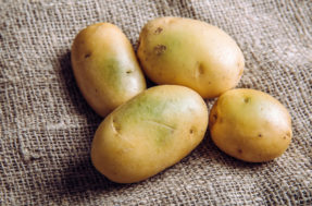 Não jogue fora: batatas esverdeadas e com brotos ainda têm salvação