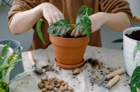 Receita ‘mágica’ para plantas: 2 ingredientes e elas crescerão 5 vezes mais rápido