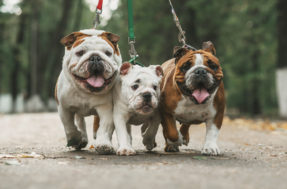 Fofos demais: 6 raças de cães mais ‘patetas’ e ‘engraçadas’ do mundo todo