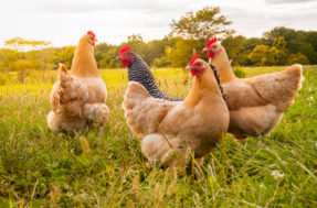 Crise do ovo: com preço alto, neozelandeses criam suas próprias galinhas
