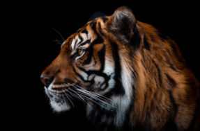 Pode se autodenominar um GÊNIO se decifrar o desafio visual do tigre