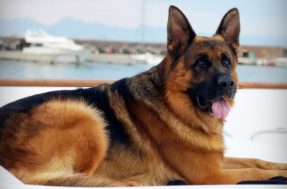Fortuna de R$ 412 milhões: este é Gunther, um dos cachorros mais ricos do mundo