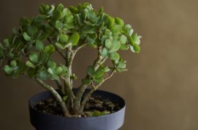 Árvore de jade: suculenta é cheia de benefícios comprovados pela ciência