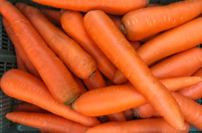 Qual é mais saudável, comer cenoura crua ou cozida? Resposta surpreende