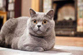 5 raças de gatos mais inteligentes do mundo; os humanos que se cuidem
