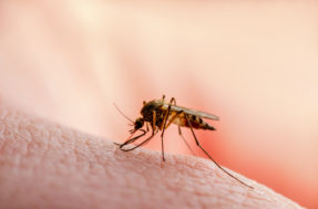 Sente que os mosquitos te perseguem? É real e a ciência explica
