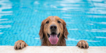 'Esperto pra cachorro': estas são as 15 raças de cães mais inteligentes