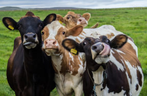 Doença da vaca louca: Ministério da Agricultura investiga caso no Pará