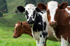 Vaca louca: preço da carne vai subir no mercado brasileiro? Ministro responde