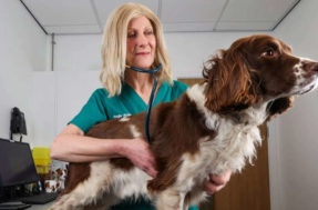 ‘Cabeçada’ de um labrador faz veterinária descobrir um câncer de mama