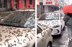 Segure o vômito: é fato ou fake a chuva de vermes que viralizou na China?