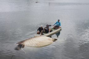 Chocante! Tubarão-baleia de 12 toneladas é encontrado na Baía de Vitória