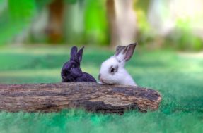 11 coisas cruciais que você precisa saber antes de ter um coelho: acredite!
