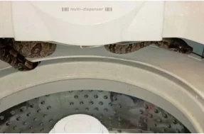 Novo medo desbloqueado! Jiboia com 1,2 metros é encontrada dentro de máquina de lavar