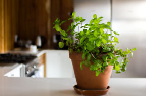 Paz e amor no ambiente: aposte nestas plantas calmantes para uma casa zen