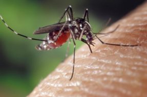 Por que os mosquitos amam picar os tornozelos? Há uma explicação