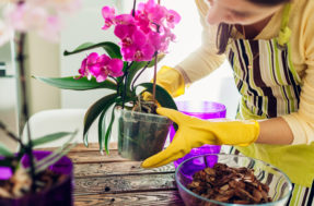 Segredo! Ingrediente que você tem na cozinha pode salvar suas orquídeas