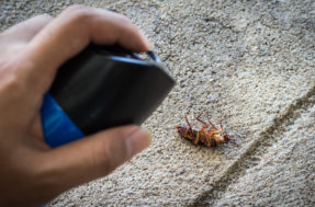 Aposente o Baygon: inseticida caseiro de cravo decretará o fim das baratas e formigas
