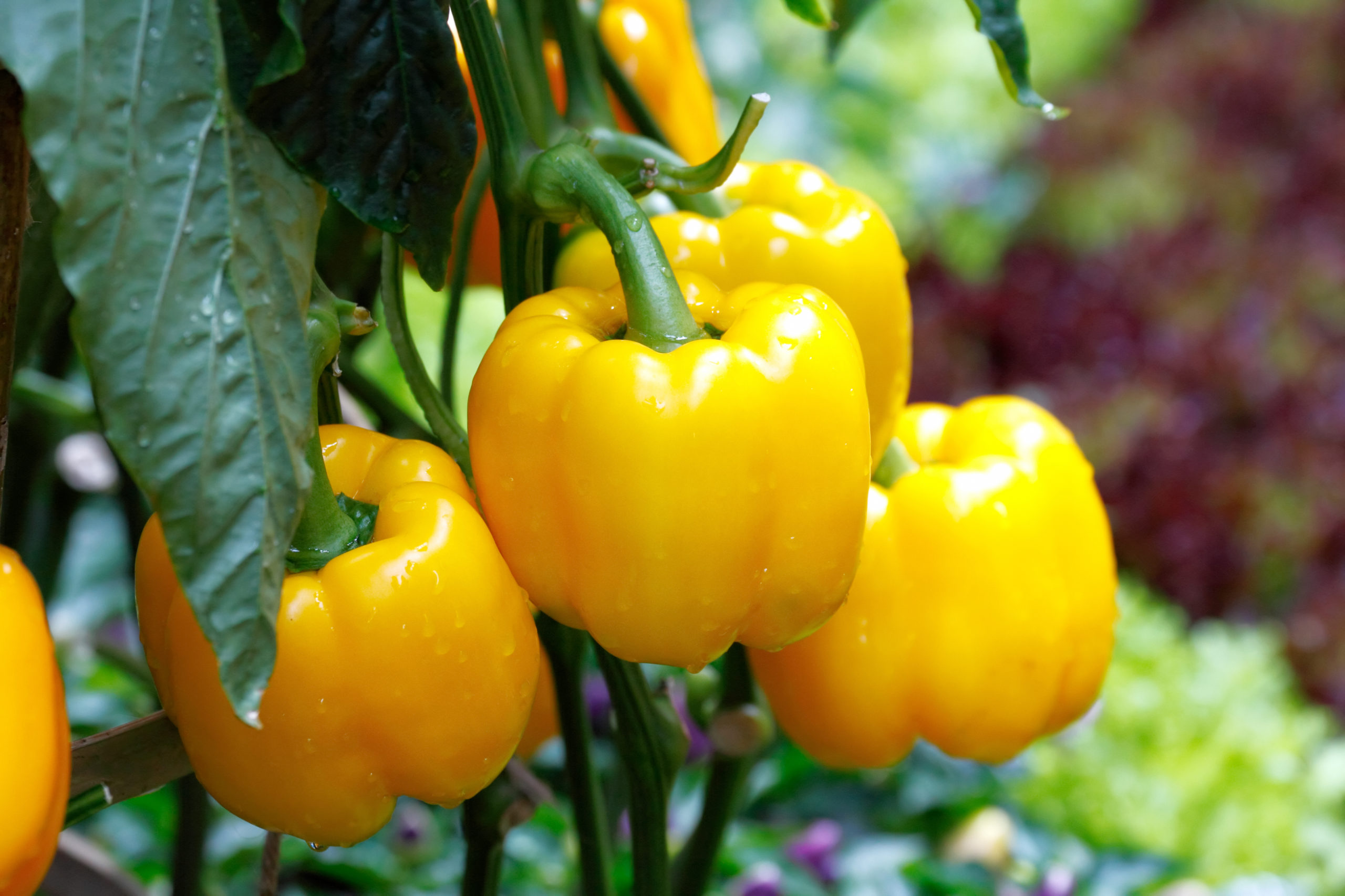 Economize nas compras: aprenda a cultivar pimentão orgânico em casa