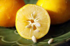 Sementes de limão: aprenda a reaproveitar e NUNCA mais as jogue no lixo