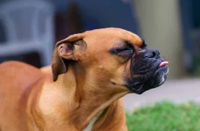 Atenção com elas: 7 setes raças de cachorros mais ‘bravas’ do mundo