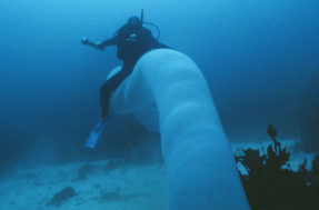 Medo! Criatura marinha bizarra é flagrada no mar da Austrália; é real?