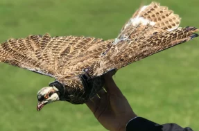 Bizarro! Cientistas revivem pássaros mortos na forma de drones; veja vídeo