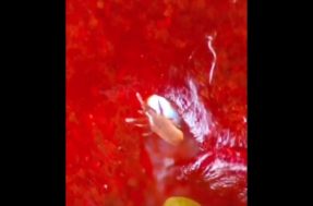 Após ver este vídeo, talvez você nunca mais queira comer morangos