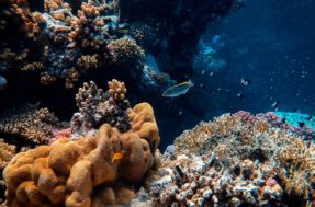 Novas formas de vida no oceano são descobertas e intrigam cientistas