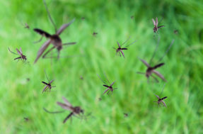 7 plantas que os mosquitos da dengue detestam e você deveria ter em casa