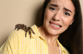 Aragogue, é você? Nova espécie de aranha GIGANTE causa terror na Austrália
