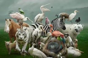 Descubra seu nível de inteligência rápido: quantos animais aparecem na imagem?