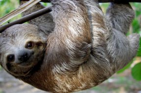 5 animais silvestres que você pode ter de forma legal no Brasil (mas muita gente tem ilegal)