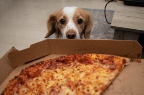 PROIBIDOS! 12 alimentos tóxicos para cachorros para evitar a todo custo