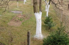 Mistério revelado! POR QUE existem árvores pintadas de branco?