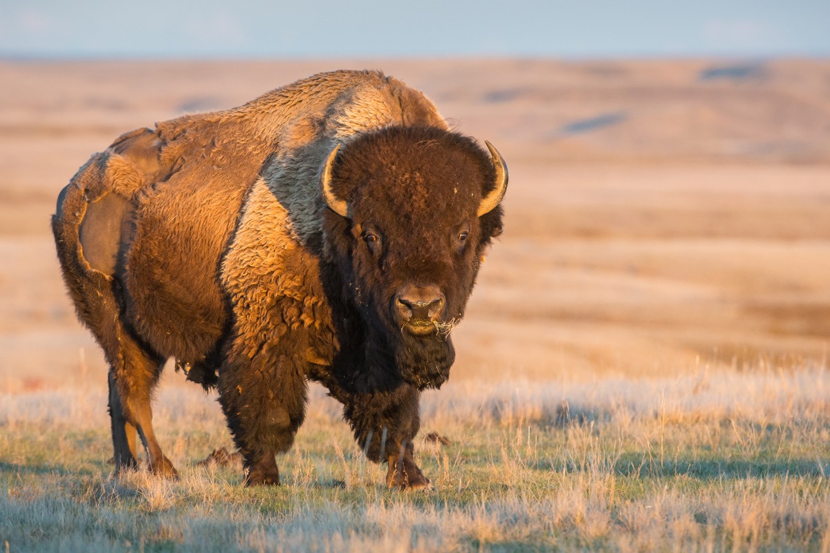 Anticus bison