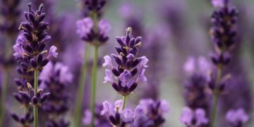 Lavanda