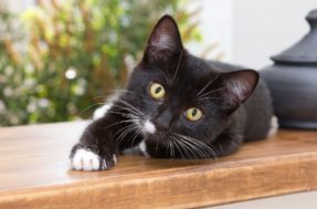 Truques de limpeza infalíveis: diga adeus aos pelos de gato na sua casa