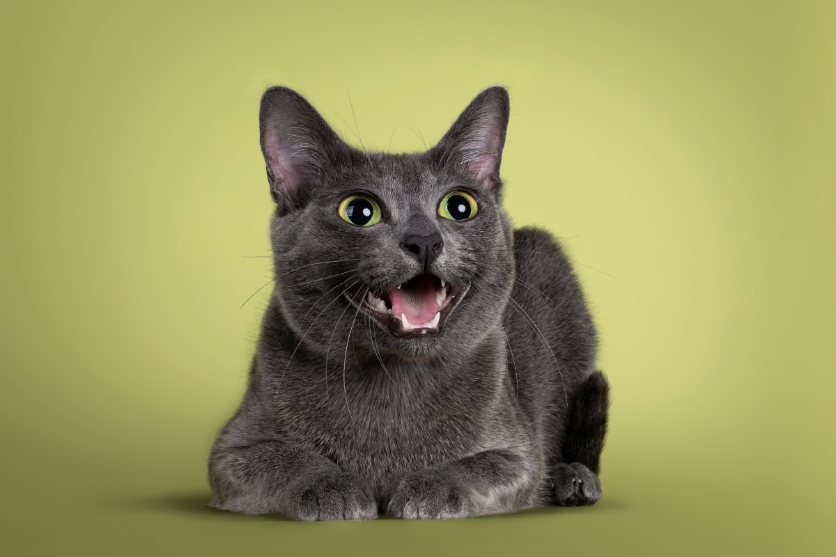 Además de 7 vidas, los gatos tienen 7 pelajes extremadamente raros que suenan a mentira