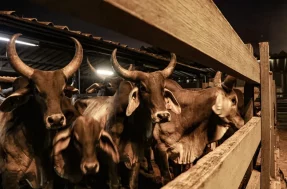Mais de 300 touros viajam do Brasil a Senegal de avião. Que história é essa?
