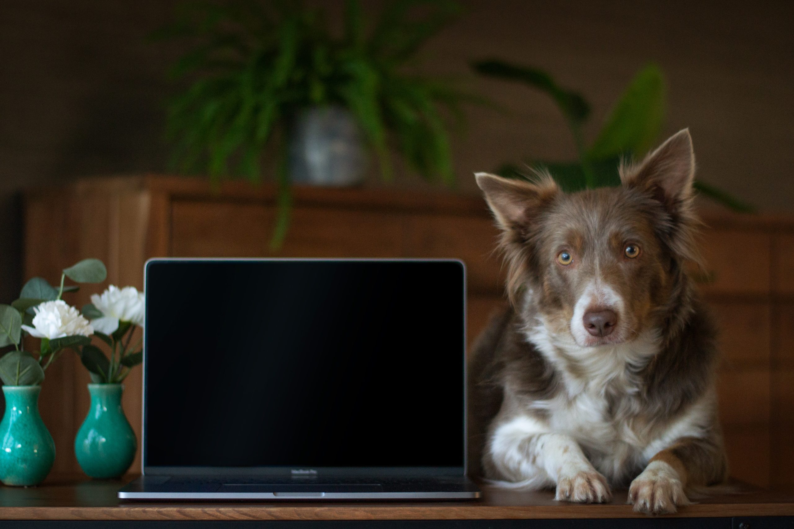 5 technologies that benefit pets