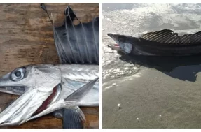 Assustador! Peixes canibais em praias deixa cientistas preocupados nos EUA