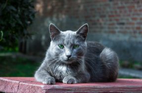 Beleza e mistério: conheça tudo sobre o encantador gato Azul Russo