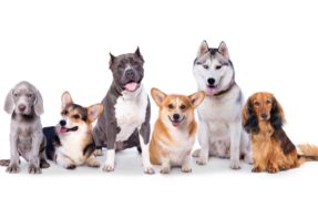 Veterinário famoso do TikTok revela as 5 raças de cães que nunca escolheria