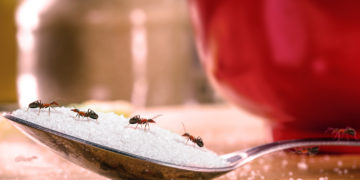 Uso DESTE ingrediente único exterminará as formigas em sua casa