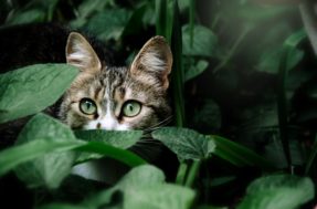 Pet em perigo: 10 plantas tóxicas para gatos que talvez você tenha em casa